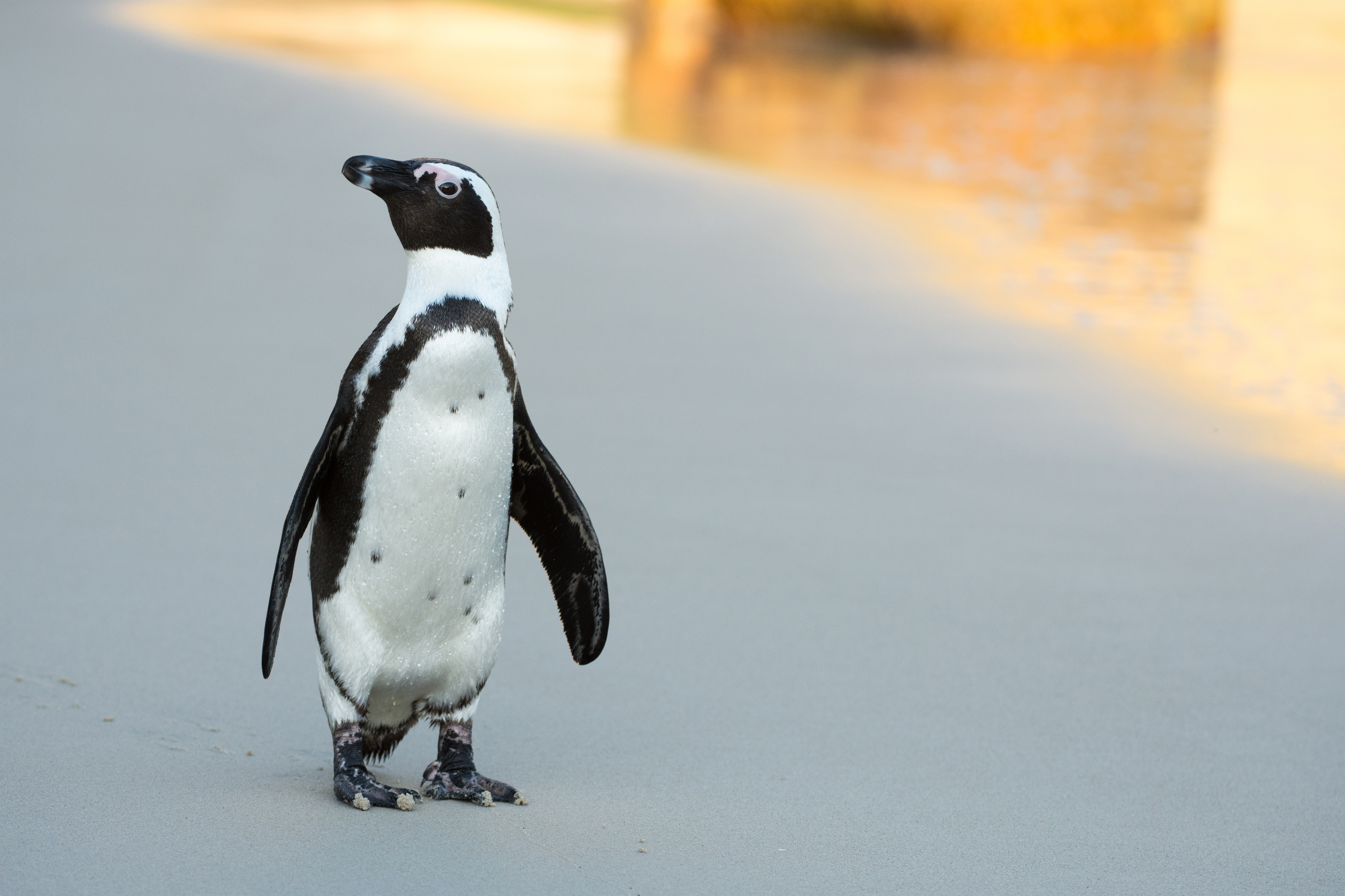 shutterstock 301242506 Tony Campbell African Penguin CapeTown 1