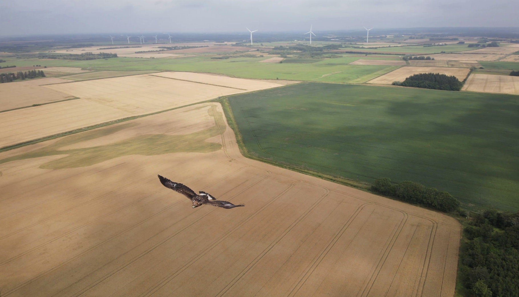 i nærkontakt drone, der skulle tælle harer - Dansk Ornitologisk Forening