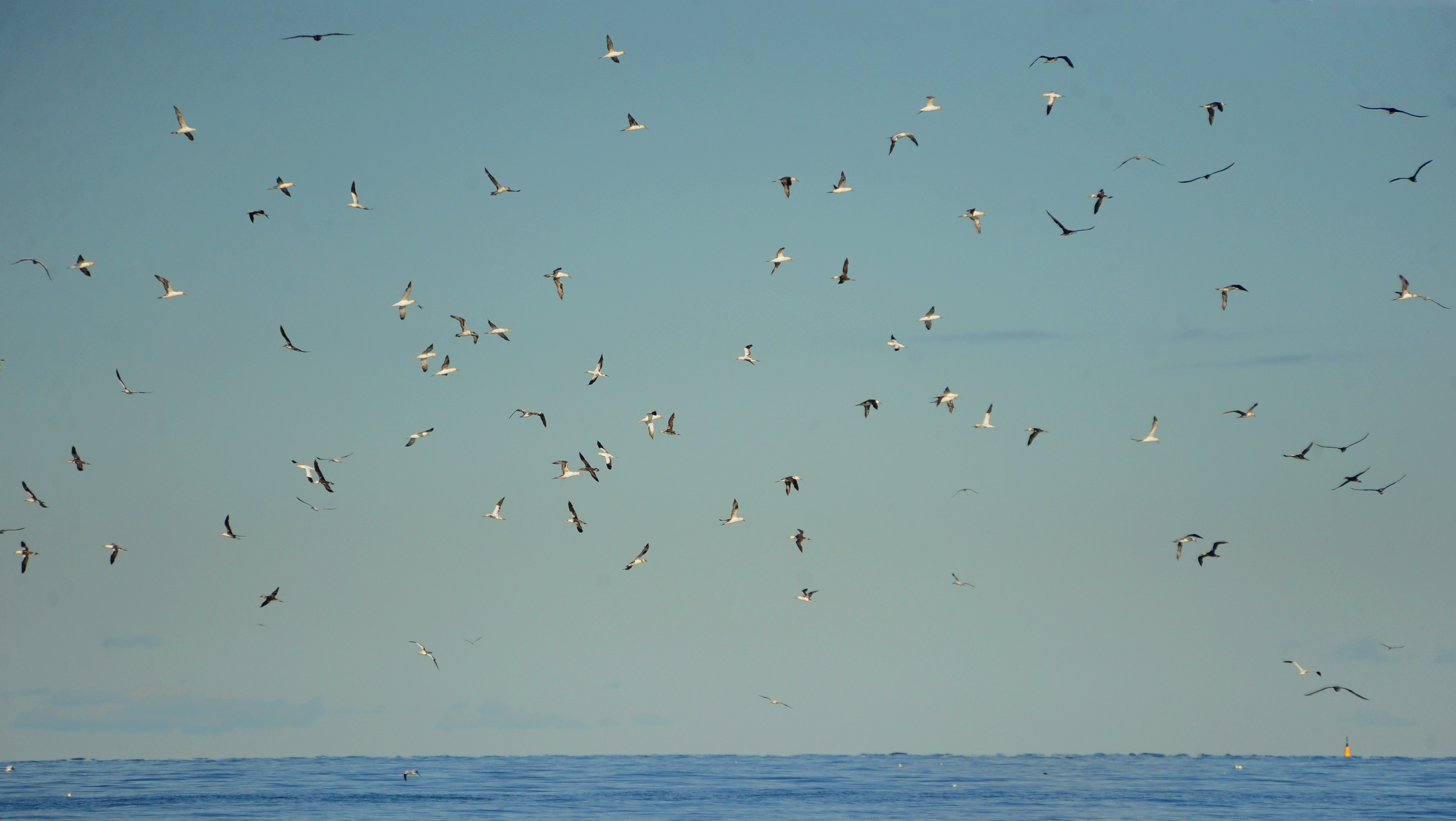  Suleflok naer Grenen Skagen foto Jan Skriver