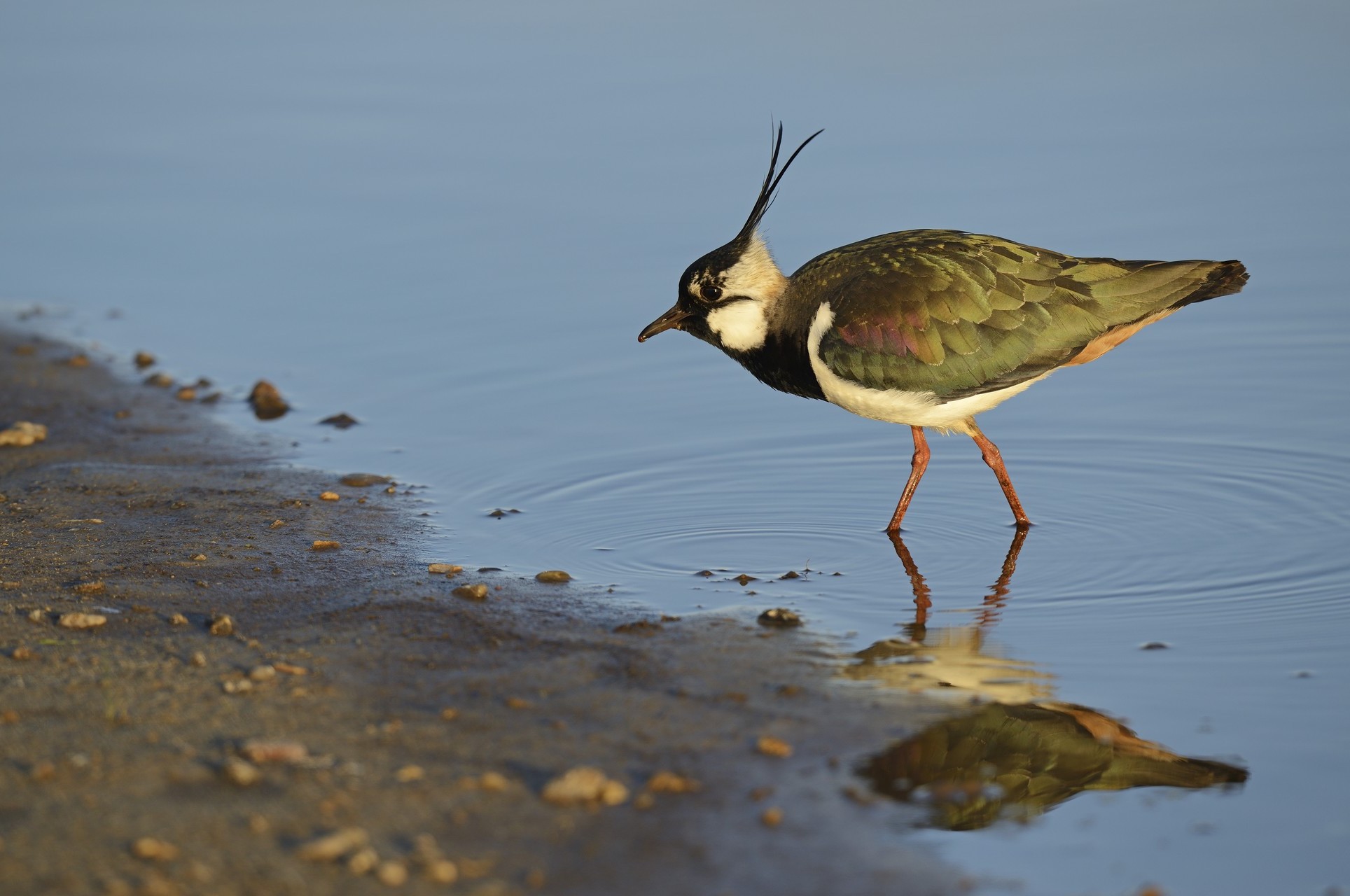 Vibe 5315x3529 Henrik Hougaard Larsen 388